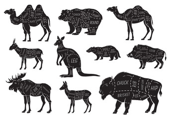 Cut of animal set. Poster Butcher diagram - wild animal. Vintage typographic hand-drawn. Vector illustration