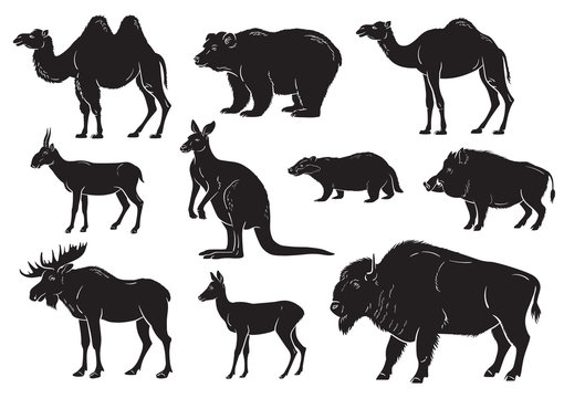 collection of wild animals on white background vector illustration