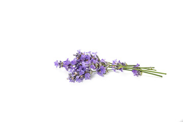 Fresh bunch of lavender flowers on a white background.