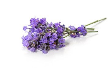 Fresh bunch of lavender flowers on a white background.