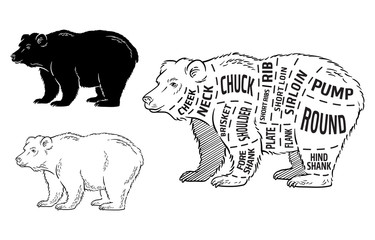 Cut of bear set. Poster Butcher diagram - bear. Vintage typographic hand-drawn. Vector illustration