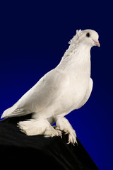 Dove studio shooting on a dark blue background.