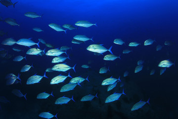 Trevally fish (Jackfish)  