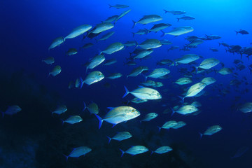 Fototapeta na wymiar Trevally fish (Jackfish) 