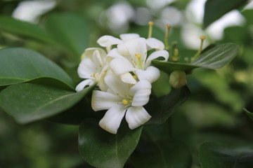 White satinwood jasmine or Chalcas Exotica flower with nature background.