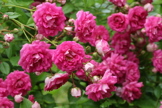 Summer Garden, Sommergarten, Rambler-Rosen an einem Rosenbogen, Rambler-Rosen für Bewuchs an Spalieren, Bäumen und für naturnahe Gärten geeignet © vulkanismus