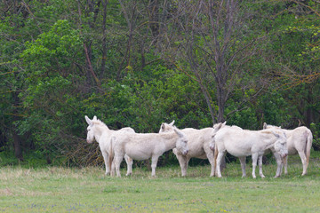 Obraz premium group of white donkeys standing in grassland