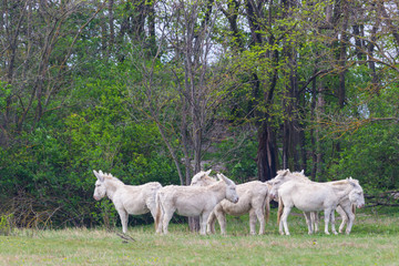 Fototapeta premium several white donkeys standing in grassland