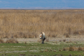 one Przewalski horse walking in sparse grassland