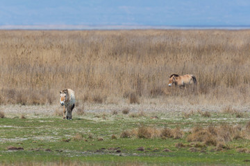 two Przewalski wild horses in sparse grassland