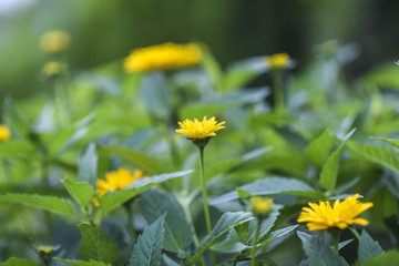 Yellow flowers blooming in the garden during the summer season.