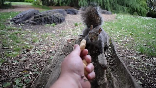 Hand Feeding Squirrel HD Video