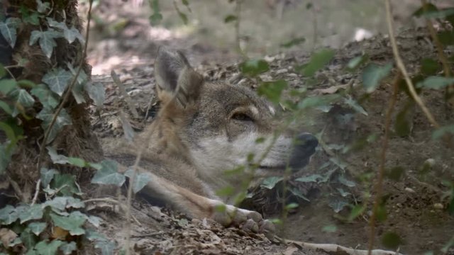 Close-up of a gray wolf (Canis lupus) lying in the forest