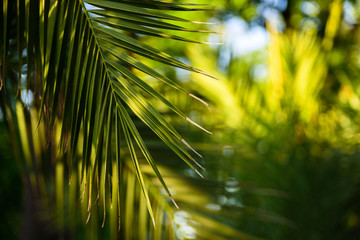 Palm leaves at sunshine
