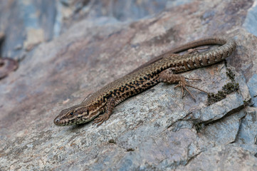Mauereidechse