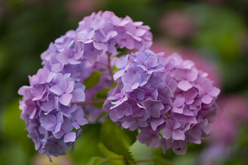 紫陽花