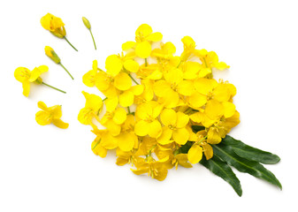 Rapeseed Flowers Isolated on White Background