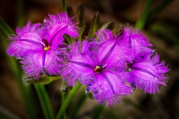 Three purple Fringe Lily Flowers
