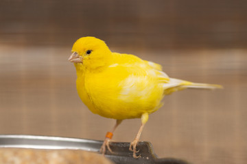 Gelber Kanarienvogel