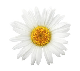 One daisy isolated on white background