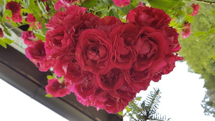 Heart Shaped Roses - Steyrling - Austria