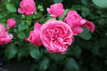 beautiful pink roses in the garden