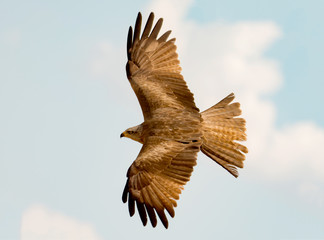 Awesome bird of prey in flight