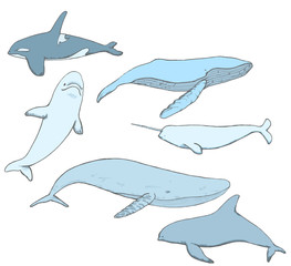 Whale Design © Amber