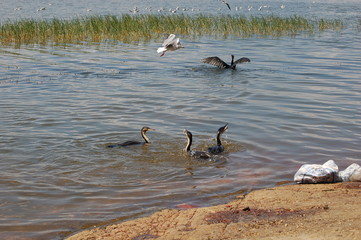 Obraz premium Ethiopie - Awasa