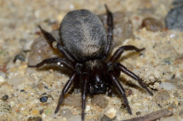 паук на песке крупным планом