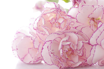floral background of pink carnation