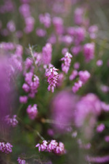 Heide Erika in Nahaufnahme mit violetter (lila) Blüte mit grünen Stiel