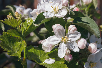 Close-up white apple flower blossom on fruit tree in spring.