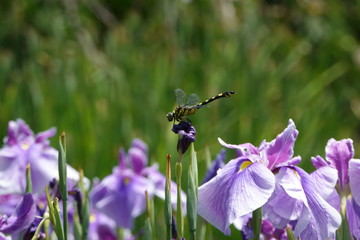 ハナショウブにウチワヤンマ
