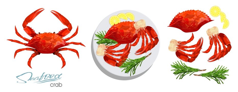 Meat crab with rosemary and lemon on the plate.Vector illustrationin cartoon style. Seafood product design. Crab, lemon, rosemary separately on a white background. Edible sea food. Vector illustration