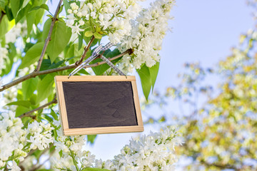 blank sign with space for text on a lilac bush