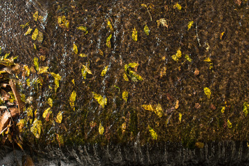 Leaves in a stream