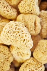 Naturschwamm von oben