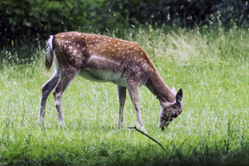 Wild young red deer in London, United Kingdom