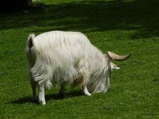 white goat long hair