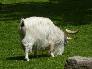 white goat long hair