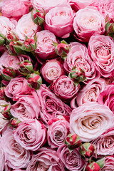 Beautiful fresh blossoming vivid pink roses texture