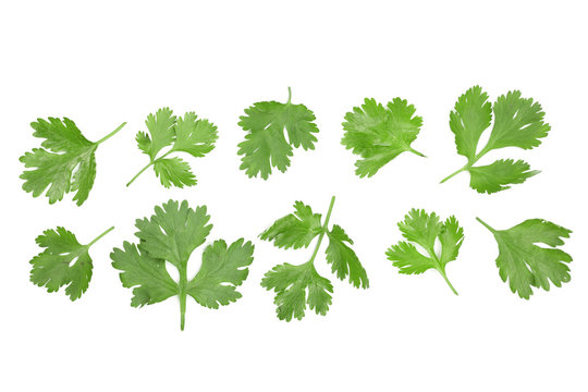 cilantro or coriander leaves isolated on white background with copy space for your text. Top view. Flat lay pattern