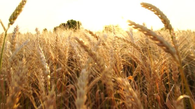 The camera moves through the field of ripe wheat. Slow motion