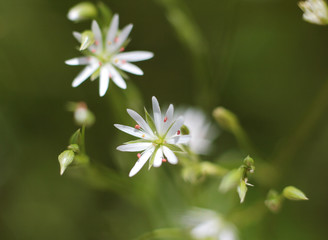 wild flowers on blurred background