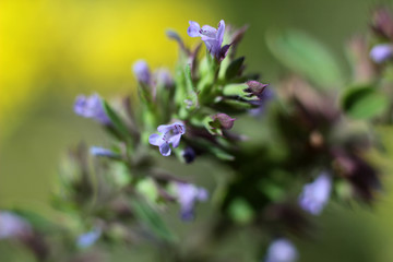 wild flowers on blurred background