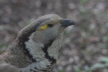 Himalayan snowcock (Tetraogallus himalayensis), pheasant family,  a large grey partridge-like bird