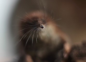 mouse shrew close-up