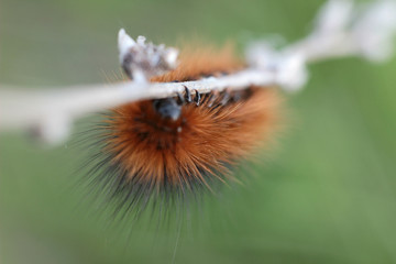 caterpillar on blurred green background