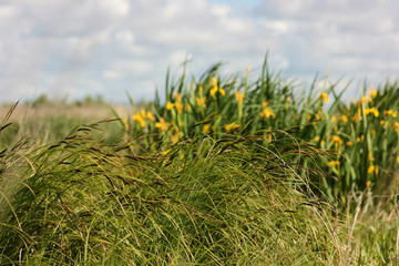 landscape with swamp irises